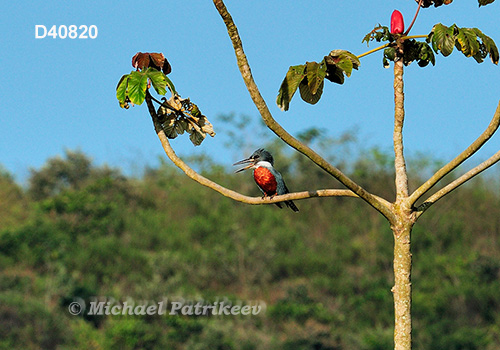 Ringed Kingfisher (Megaceryle torquata)